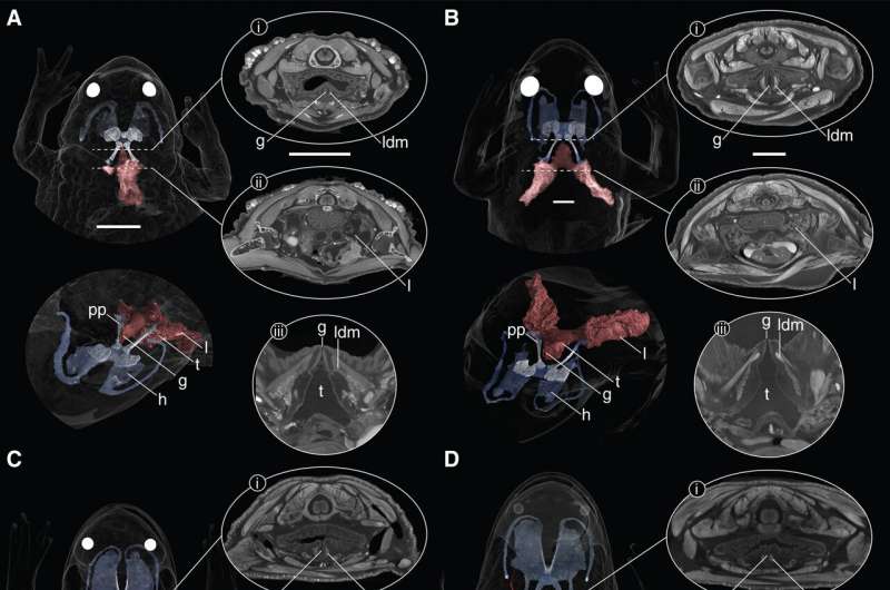 Lungless Frog Discovered to Possess Lungs: New Research