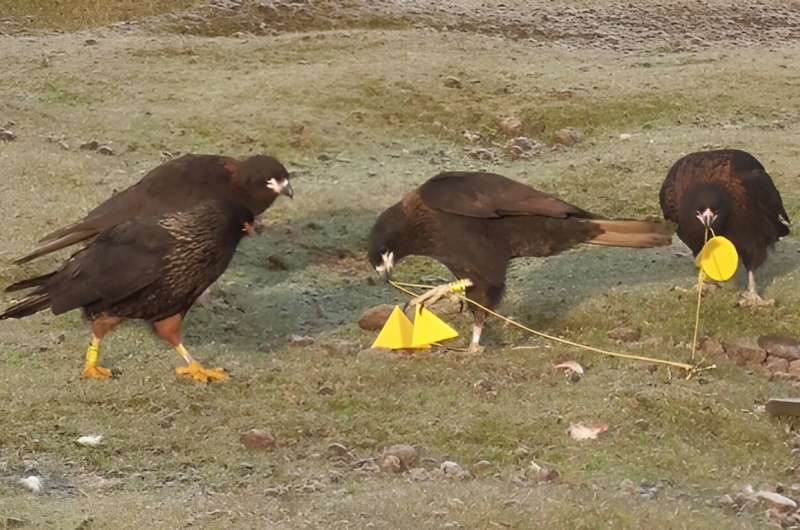 Falkland Islands Falcon: Playful Behavior of the Striated Caracara