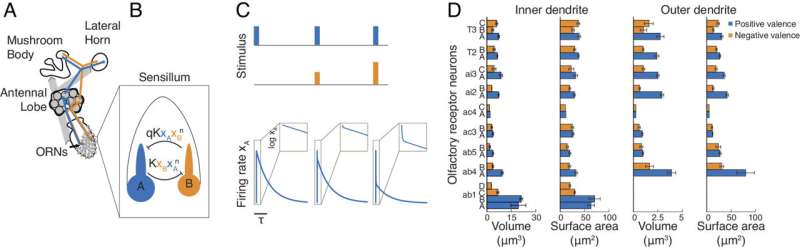 Insect Olfaction: How Insects Sense Odors with Limited Neurons - Research Insights