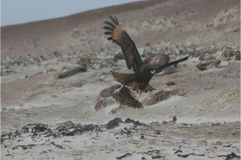 Falkland Islands Falcon: Playful Behavior of the Striated Caracara