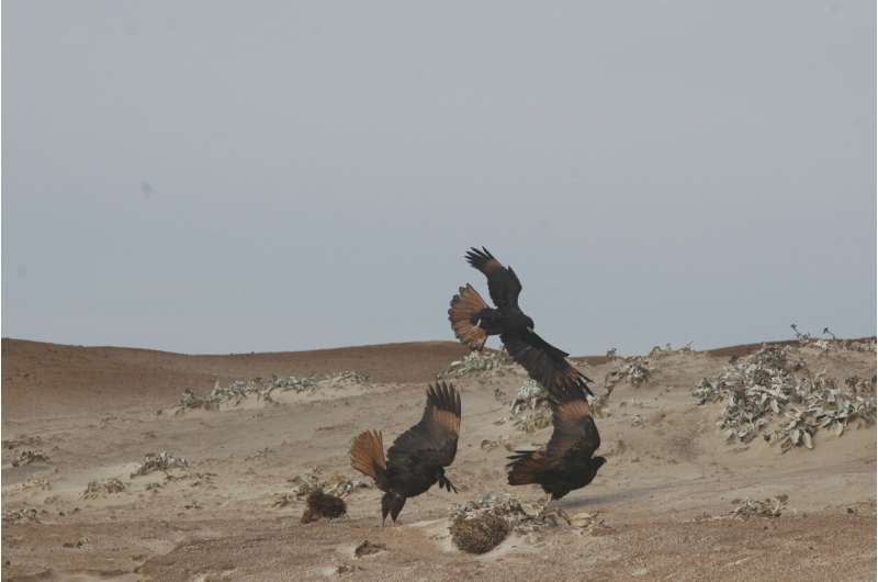Falkland Islands Falcon: Playful Behavior of the Striated Caracara