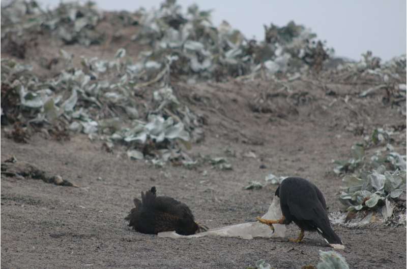 Falkland Islands Falcon: Playful Behavior of the Striated Caracara
