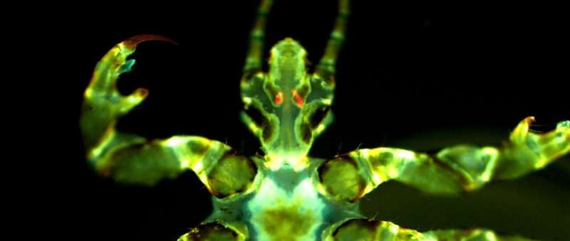 Body Lice: A More Significant Plague Vector Than Previously Recognized