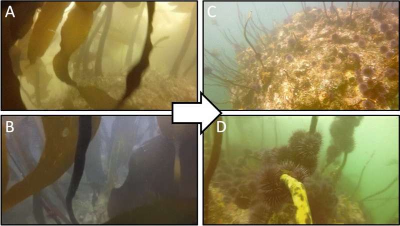 Sea Urchin Population Boom Threatens Oregon Gray Whales & Kelp Forests