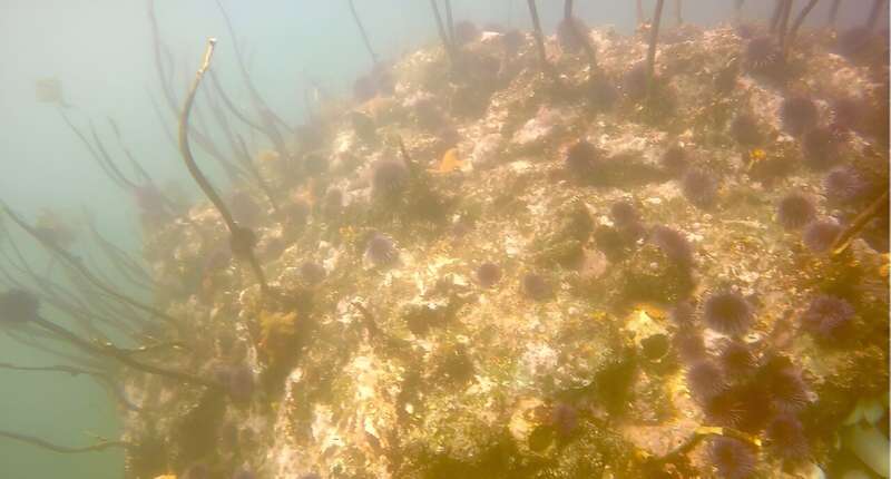 Sea Urchin Population Boom Threatens Oregon Gray Whales & Kelp Forests