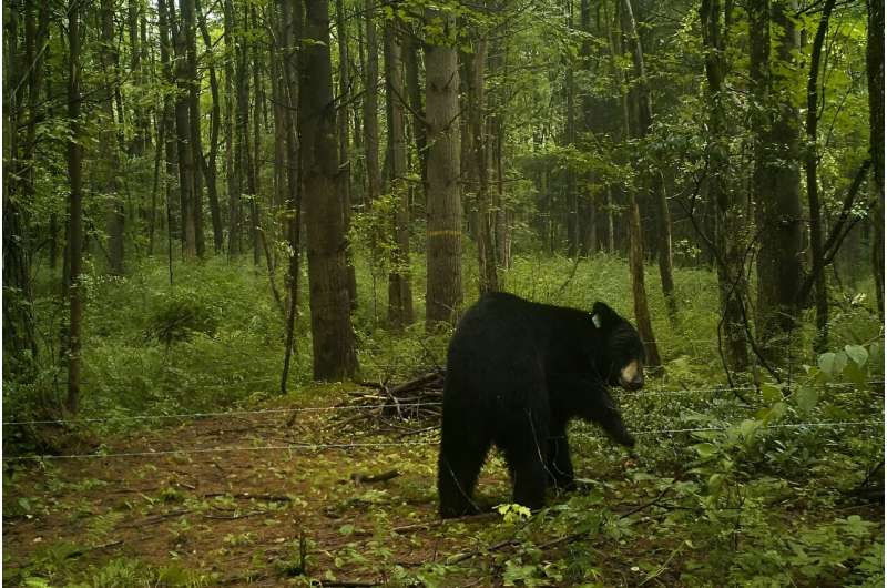 Rabies in Connecticut Black Bear: Lab Sequencing Reveals Virus Strain
