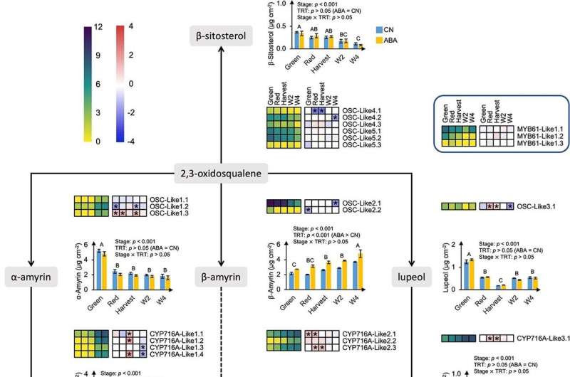 Cuticular Waxes and Blueberry Quality: A Deep Dive into Ripening and Postharvest Protection