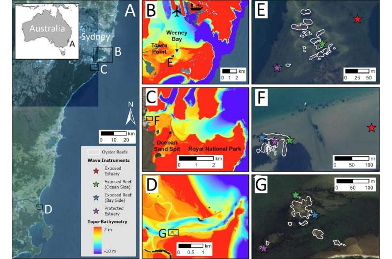 Restoring Oyster Populations: The Role of Resilient Reefs