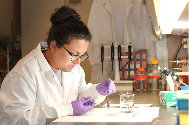 Genetic Drift Drives Speciation in Endangered Pupfish, Study Finds