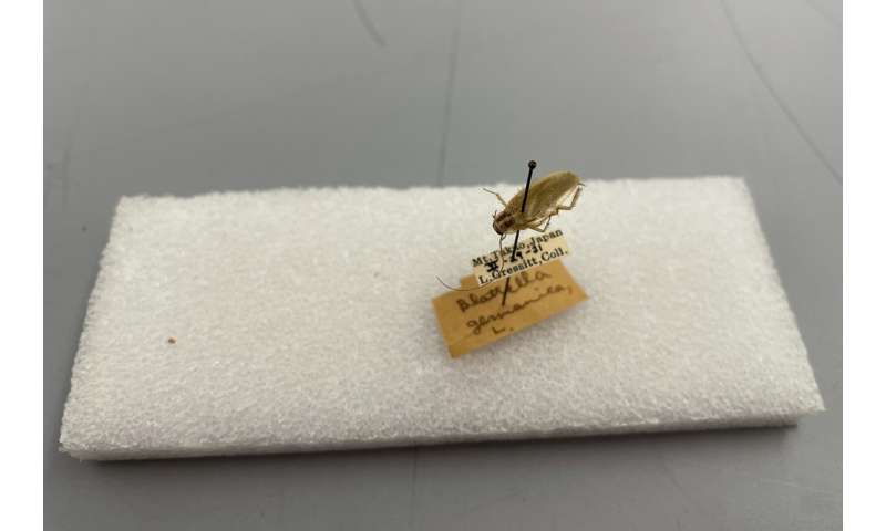 Cockroach Origins: Tracing the Global Spread of Pests