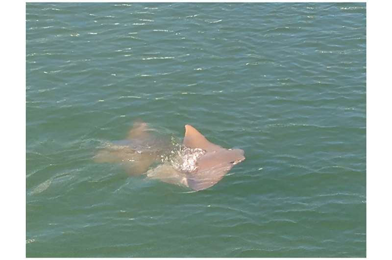 Bermuda s Cownose Rays Confirmed: New Study Reveals Presence of Inshore Stingray Species