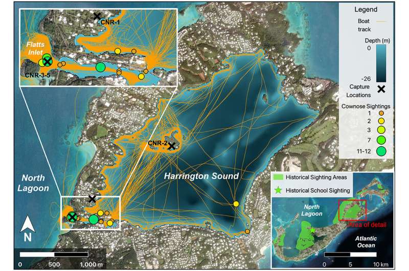 Bermuda s Cownose Rays Confirmed: New Study Reveals Presence of Inshore Stingray Species