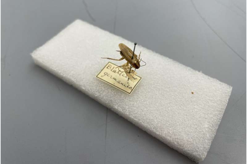 Cockroach Origins: Tracing the Global Spread of Pests