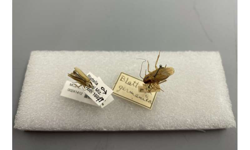 Cockroach Origins: Tracing the Global Spread of Pests