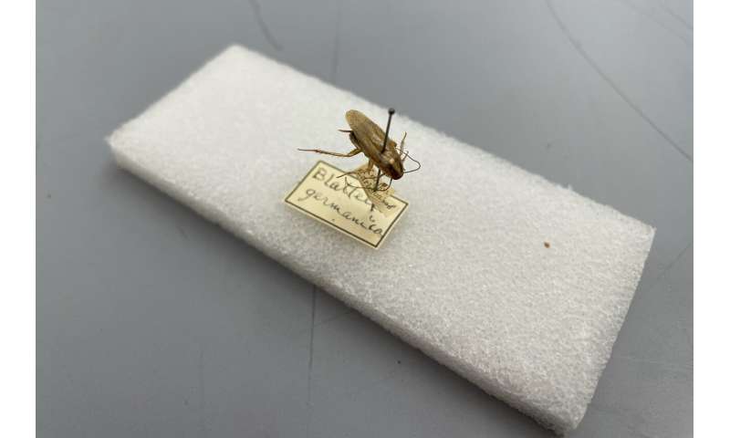 Cockroach Origins: Tracing the Global Spread of Pests