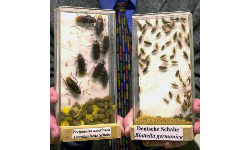 Cockroach Origins: Tracing the Global Spread of Pests