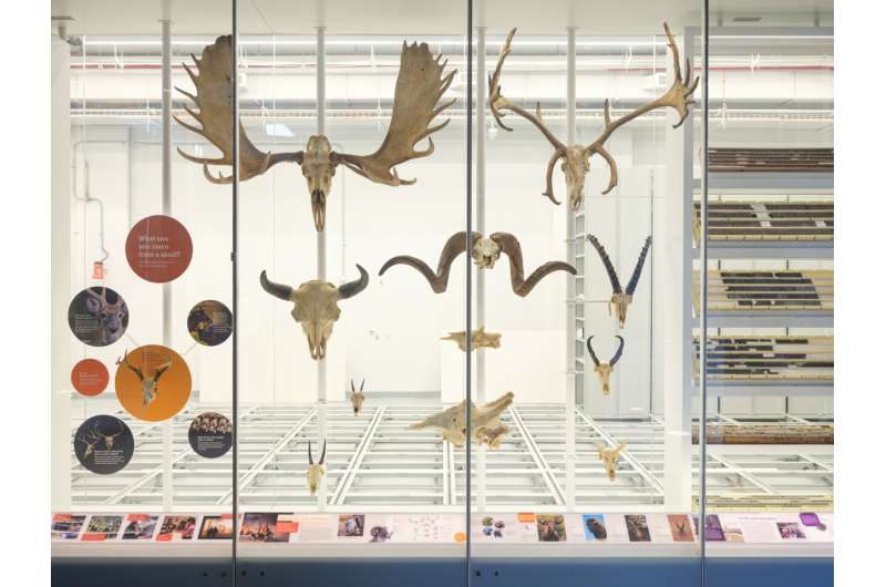 Evolution of Mammal Headgear: New Research Uncovers Common Ancestry