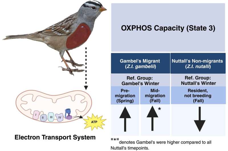 Mobile Lab Unravels Secrets of Mitochondria in Avian Migration