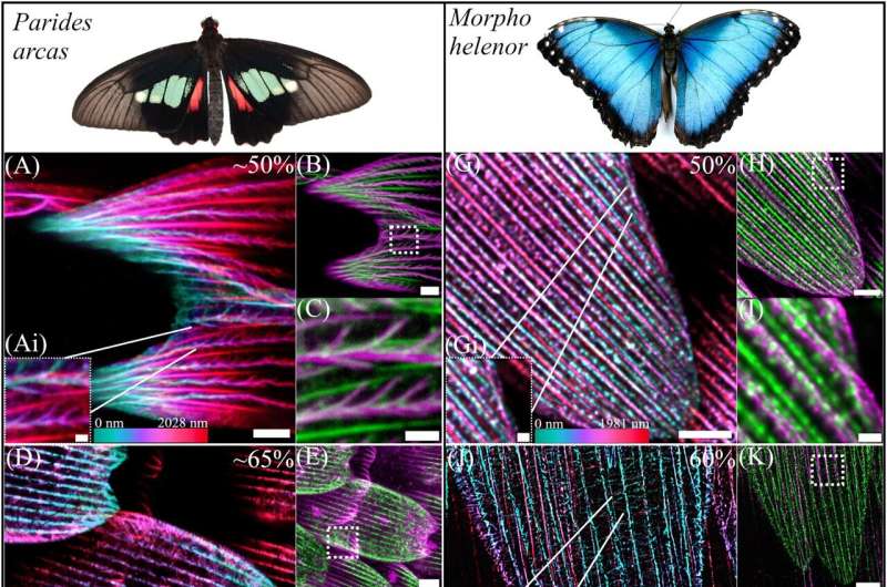 Actin Microstructures Reveal the Secrets of Butterfly Wing Coloration