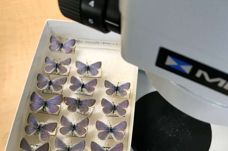 Climate Change Impacts on Pollinators & Food Security: A New Study