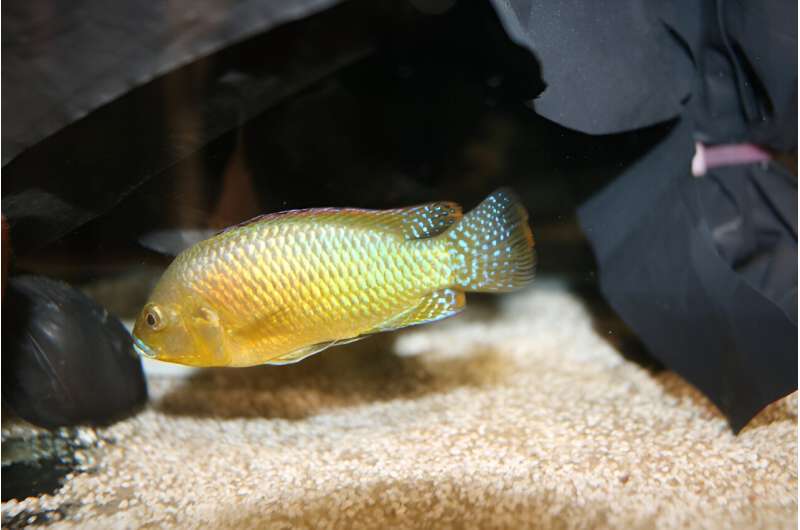 Cloudy Water Triggers Evolutionary Change: African Fish Develop Larger Eyes