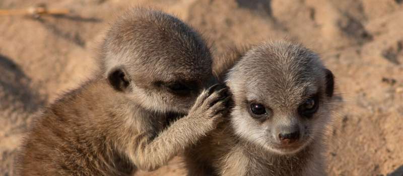 Meerkat Communication: Researchers Decipher Vocal Interactions