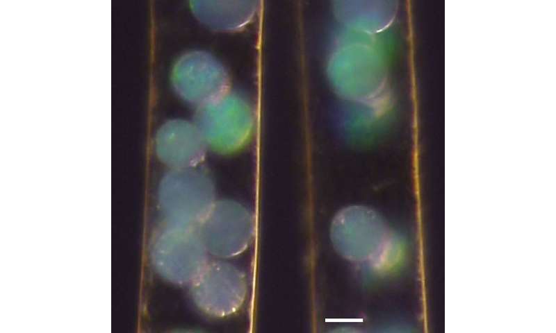 Structural Coloration in Brown Algae: Scientists Uncover Shimmering Mechanism