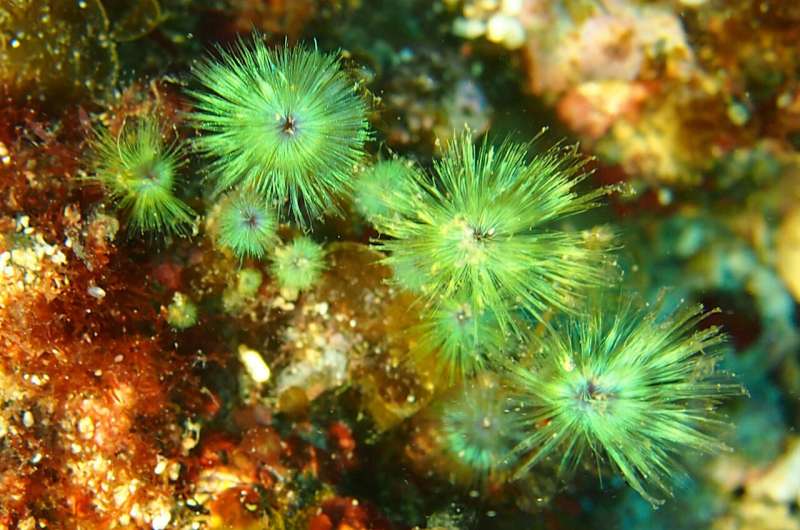 Structural Coloration in Brown Algae: Scientists Uncover Shimmering Mechanism