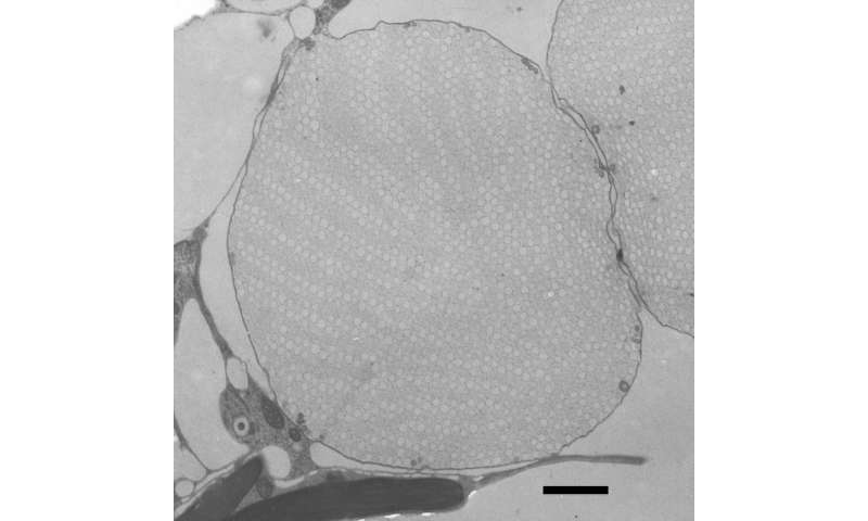 Structural Coloration in Brown Algae: Scientists Uncover Shimmering Mechanism