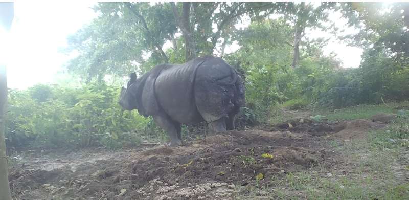 Rewilding Large Mammals: Restoring Ecosystem Health - A Study on Rhinos