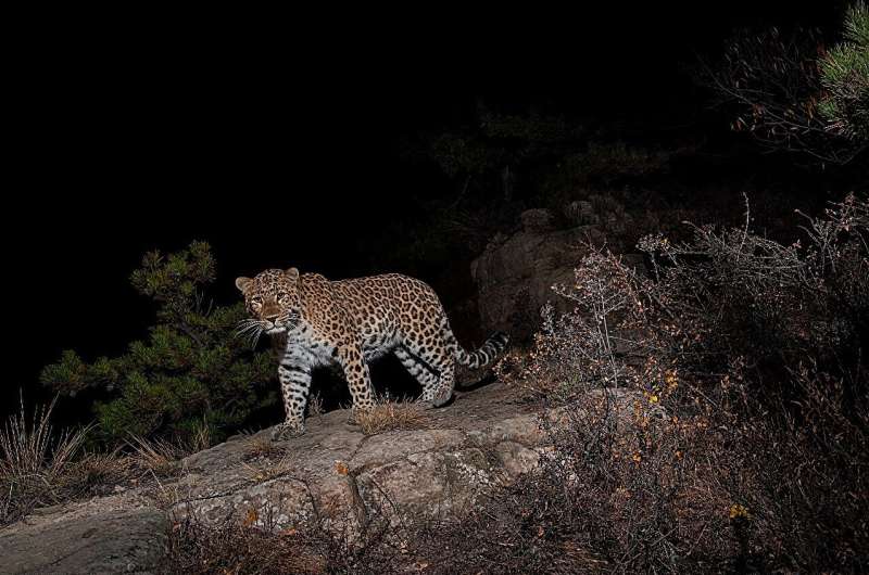 North China Leopard: Conservation and Habitat in China