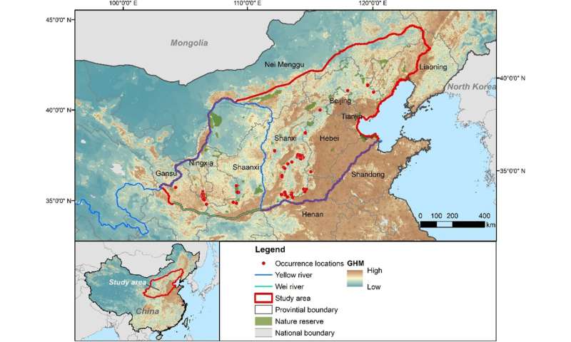North China Leopard: Conservation and Habitat in China