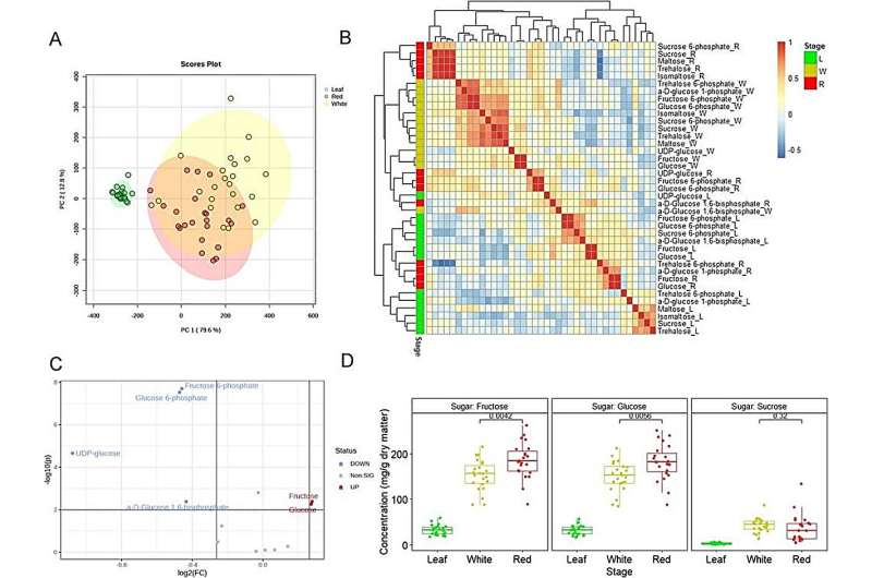 Strawberry Flavor & Yield: Unlocking the Genetic Secrets
