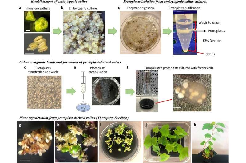 Non-Transgenic Grape Plant Regeneration: A New Protocol