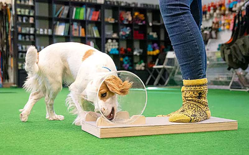 Understanding Canine Cognition: How Intelligence Impacts Daily Behavior