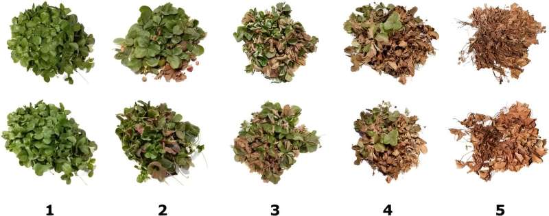 Genetic Breakthroughs for Strawberry Crown Rot Resistance