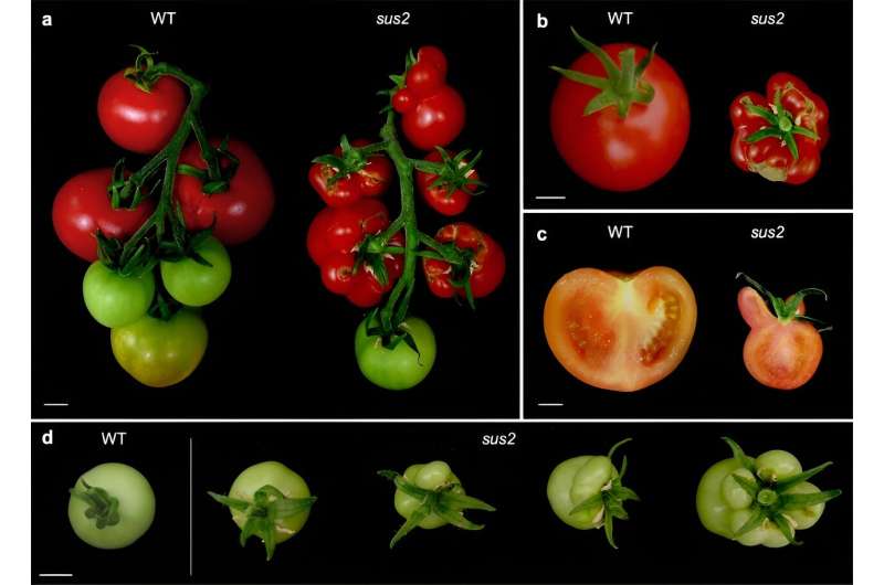 Gene TM6 Regulates Tomato Flower and Fruit Development