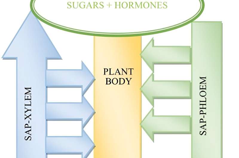 Plant-EMF Interactions: A Comprehensive Review of Biological Impacts