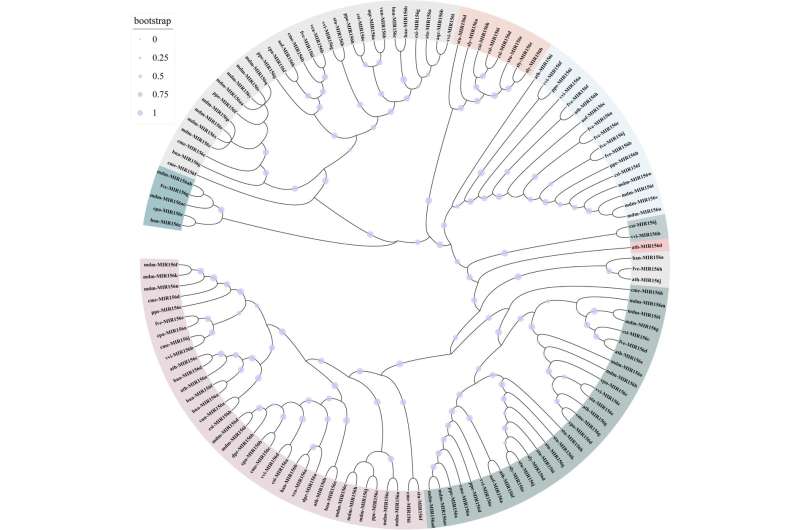 MicroRNA156 (miR156) in Horticulture: Growth, Flowering & Stress Response