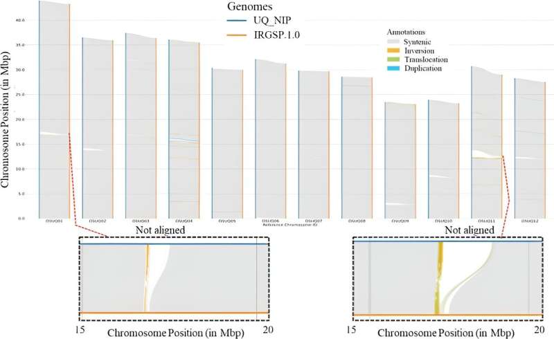 Rice Genome Research: Unlocking Agricultural Potential with Advanced Sequencing