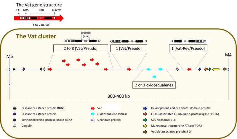 Melon s Natural Defenses: Unlocking Molecular Insights for Crop Protection