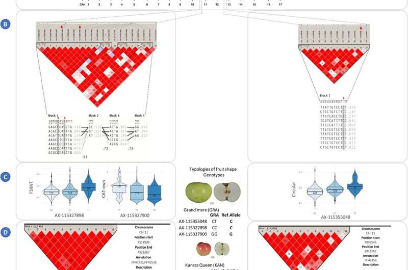 Understanding Apple Traits: A Genetic Analysis of Shape & Size