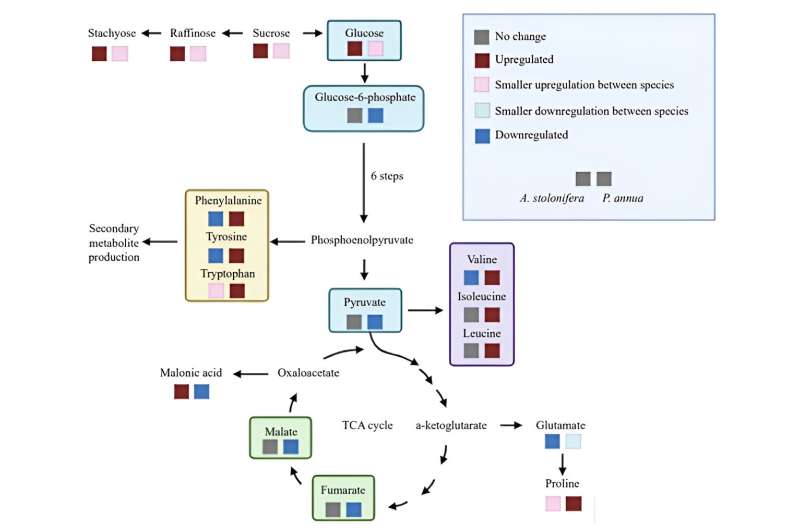 Heat Stress & Turfgrass Metabolism: Understanding Plant Responses