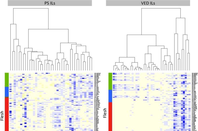 Understanding Melon Flavor: Genetics of Aroma and Quality