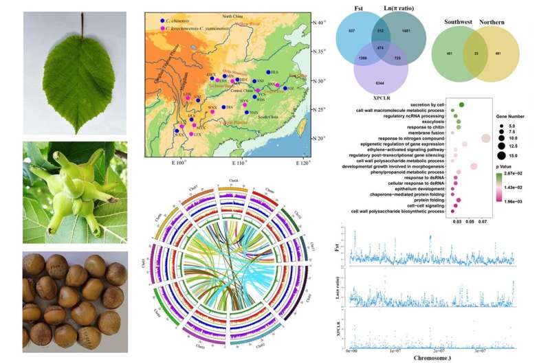 Understanding Genetic Resilience in Endangered Chinese Hazelnut Populations