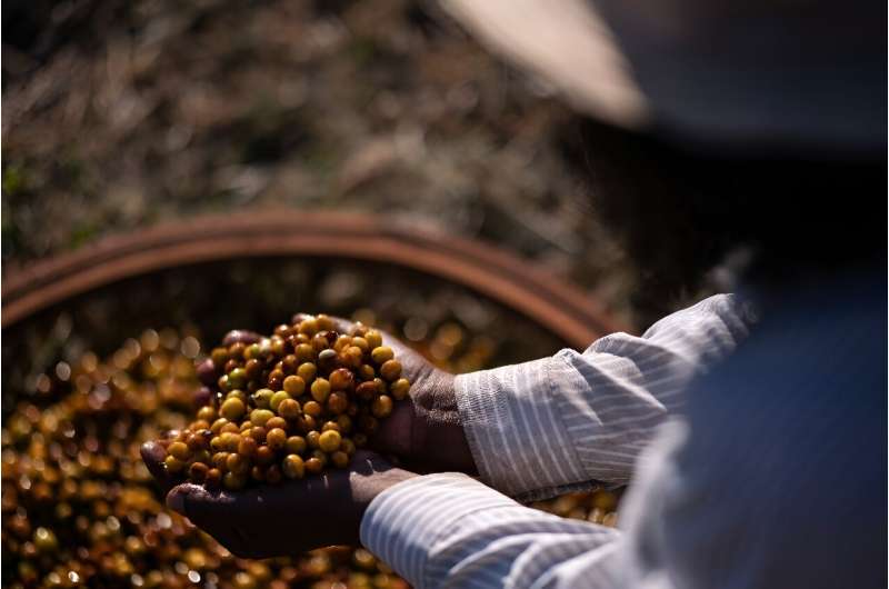 Brazilian Coffee: Empowering Black Farmers & Challenging Historical Narratives