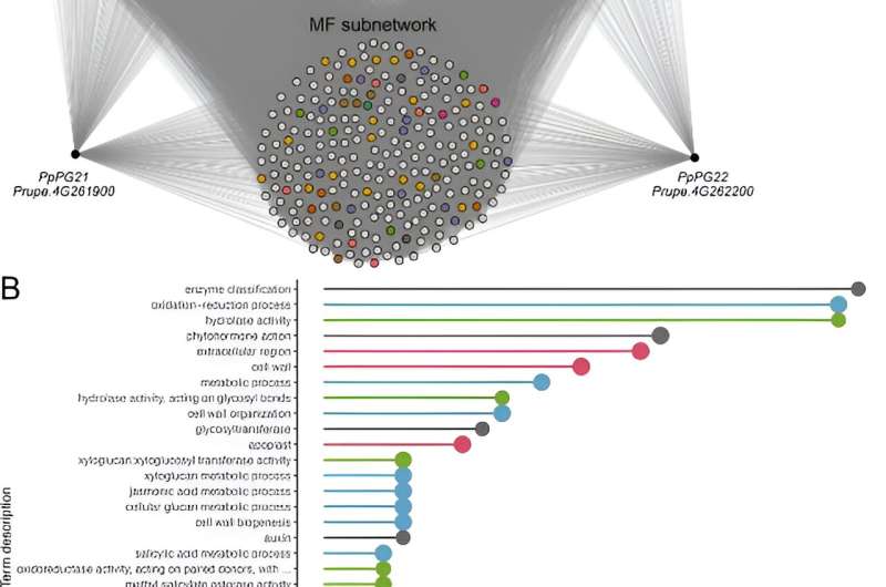 Unlocking Peach Traits: Gene Networks and Fruit Development Insights