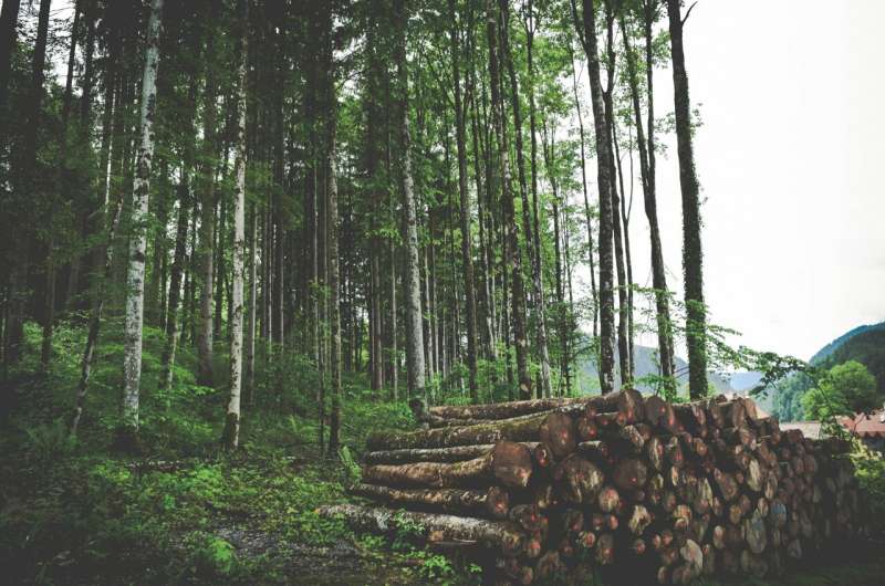 Victoria Logging Halt: Glider Death Raises Concerns About Enforcement