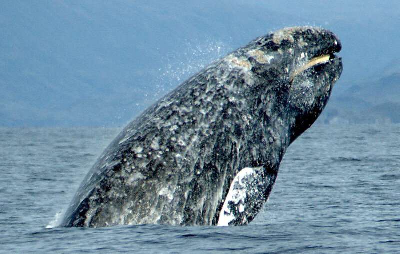 Unlocking Whale Communication: Recent Research & Discoveries