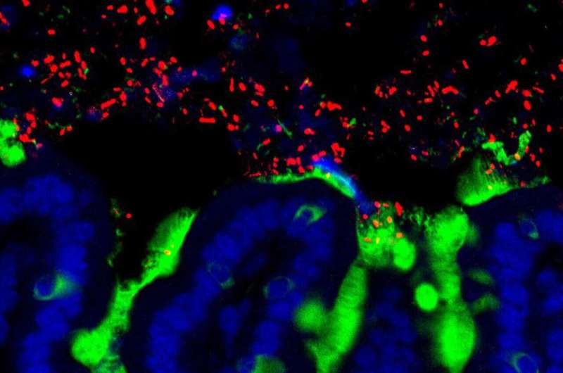 Gut Microbiota s Role in Decision-Making: A New Perspective